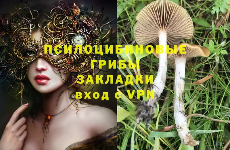 Псилоцибиновые грибы Psilocybe  kraken ССЫЛКА  Жуковский 